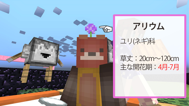 アリウム.jpg
