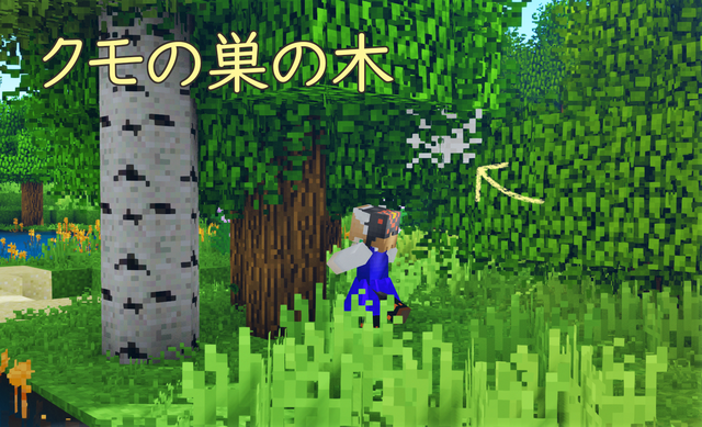 果樹 クモの木.png